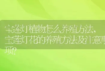 宝莲灯花的养殖方法及注意事项