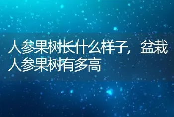 人参果树长什么样子