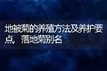 地被菊的养殖方法及养护要点