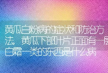 黄瓜白粉病的症状和防治方法