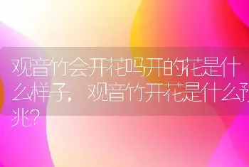 观音竹开花是什么预兆