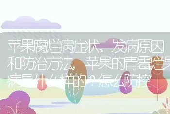 苹果的青霉烂果病是什么样的怎么防控