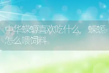 中华蝾螈喜欢吃什么