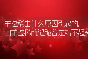 羊拉稀由什么原因引起的