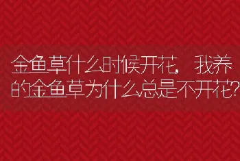 我养的金鱼草为什么总是不开花