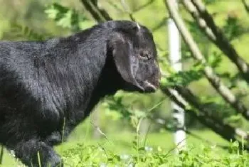 努比亚黑山羊的特性