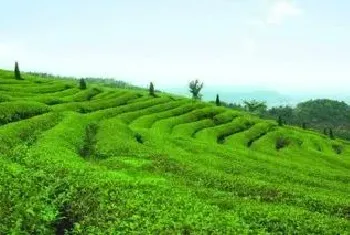 果茶间作种植方式