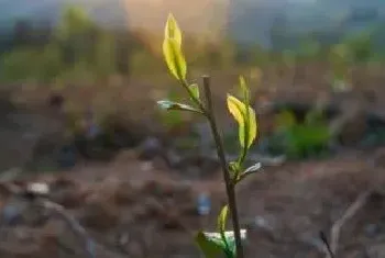 新树苗种植注意事项