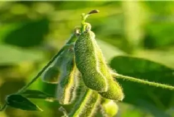 黄豆的种植方法与时间与田间管理