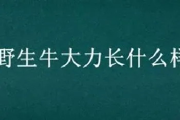 野生牛大力长什么样