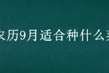 农历9月适合种什么菜