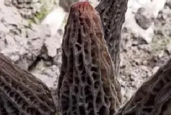 种植羊肚菌一亩地要多少成本种植前景如何