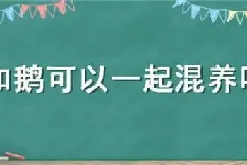 鸡和鹅可以一起混养吗