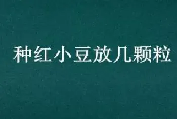 种红小豆放几颗粒