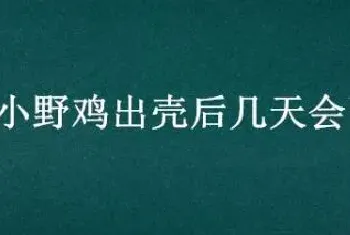 小野鸡出壳后几天会飞