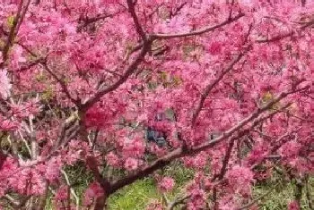 桃树花芽和叶芽的区别