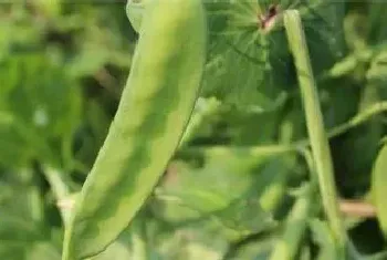 青豆种植时间和生长期