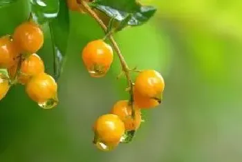 华西秋雨对农业生产的影响