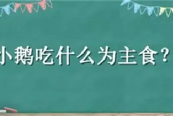 小鹅吃什么为主食