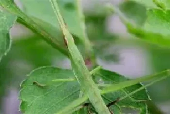 草蜢会飞吗