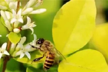 木蜂怕什么气味