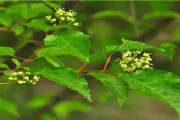 茶条槭种植注意事项