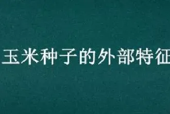 玉米种子的外部特征