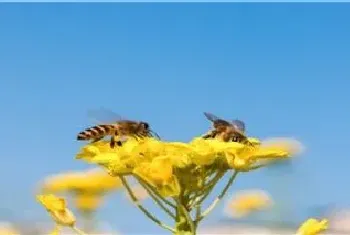 蜜蜂特征及生活习性