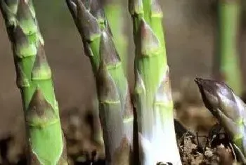 芦笋根的种植方法和时间