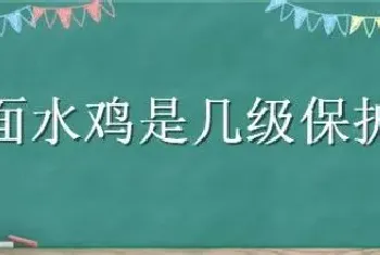 白面水鸡是几级保护