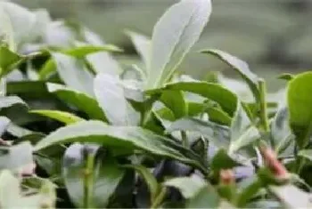 雷波产什么茶