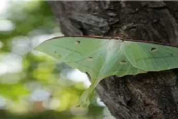 蛾子是益虫还是害虫