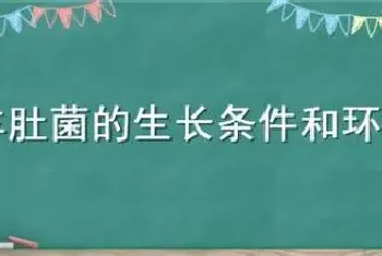 野生羊肚菌的生长条件和环境要求