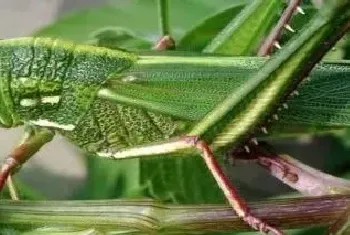 蝗虫拉丁文学名