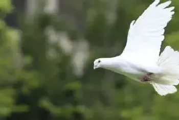 鸽子拉水便喂什么药