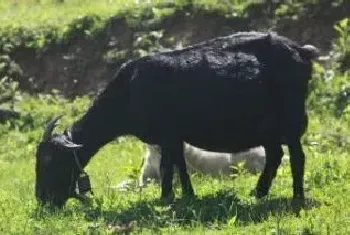 羊不吃光喝水什么病