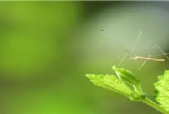 红蜡蚧用什么农药