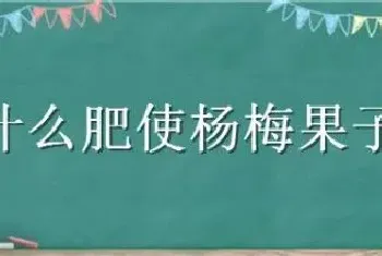 施什么肥使杨梅果子大