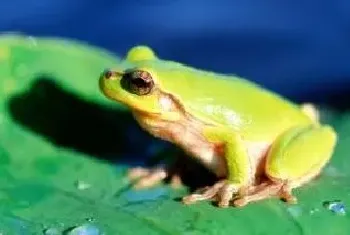 青蛙吃什么食物