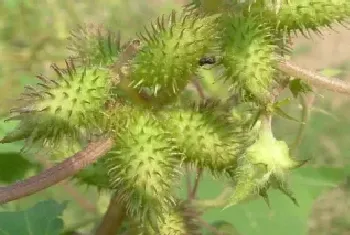 苍耳是果实还是种子