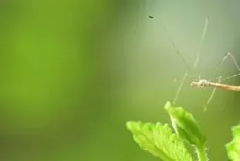 黑旋风杀虫剂注意事项