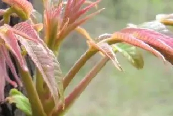 香椿大棚种植基地哪里有