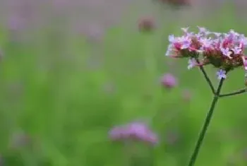 柳叶马鞭草怎么过冬