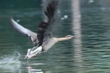 大雁鹅公母鉴别