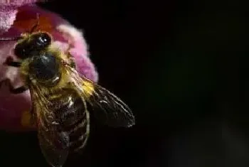 什么是蜜蜂生物学？