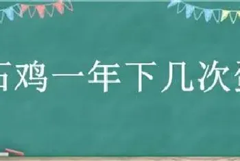 石鸡一年下几次蛋