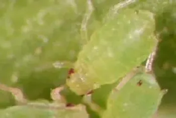 氯氰菊酯能杀什么虫和高效氯氰菊酯有什么区别