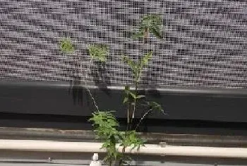 大型绿植花卉凤尾竹如何养护?