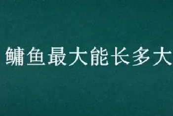 鳙鱼最大能长多大