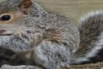 松鼠刺猬需要冬眠吗